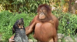 Google zveřejnil nové reklamy na Android